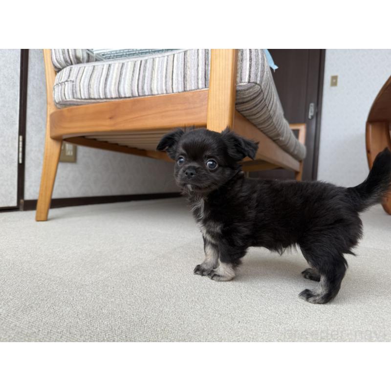 販売中の京都府のチワワ(ロングコート)-447376の8枚目