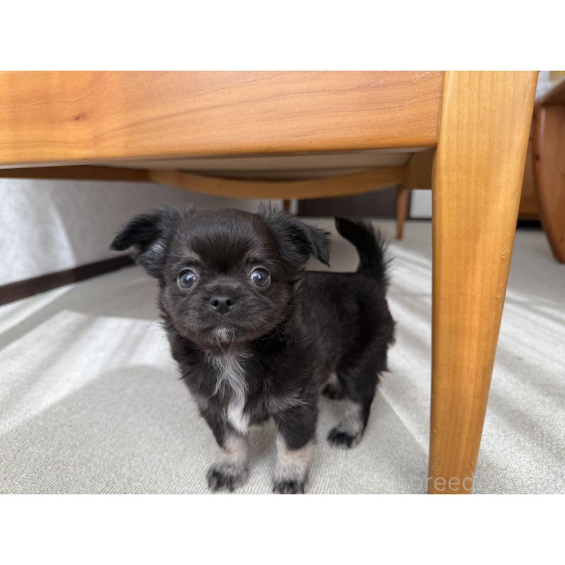 販売中の京都府のチワワ(ロングコート)-447376の7枚目