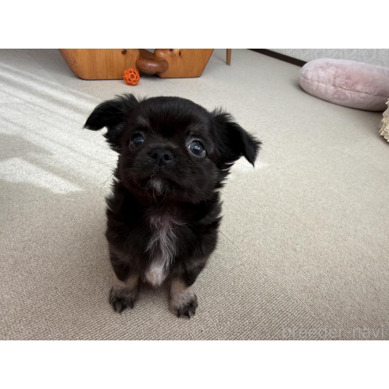 販売中の京都府のチワワ(ロングコート)-447376の6枚目