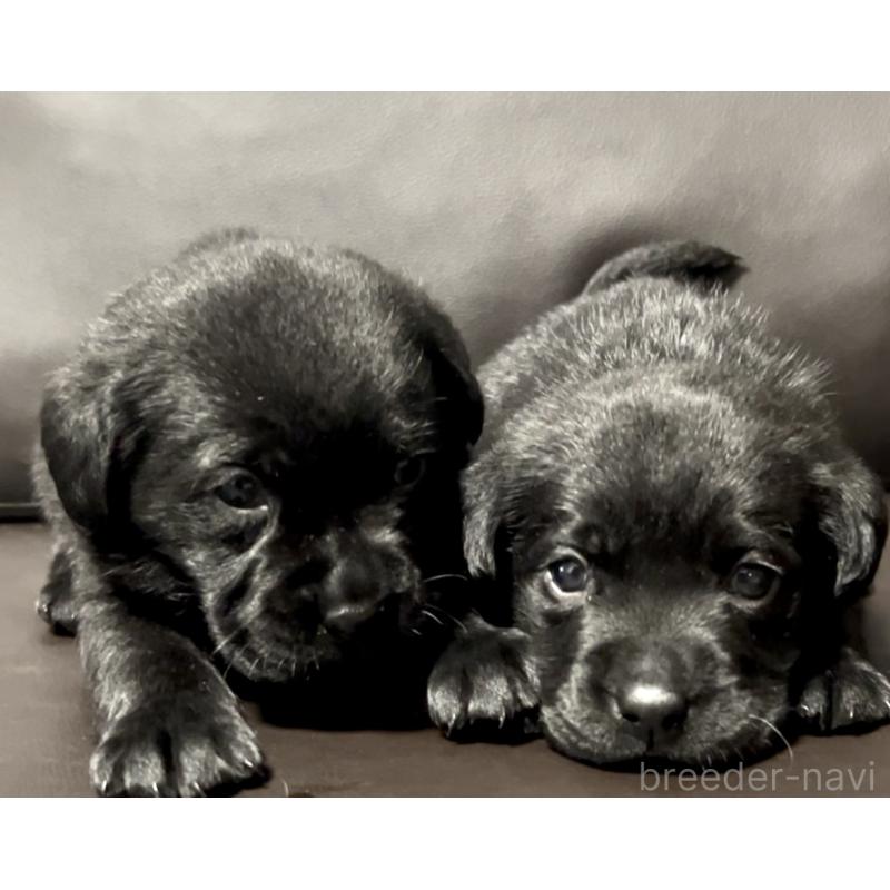 販売中の奈良県のラブラドールレトリーバー-440436