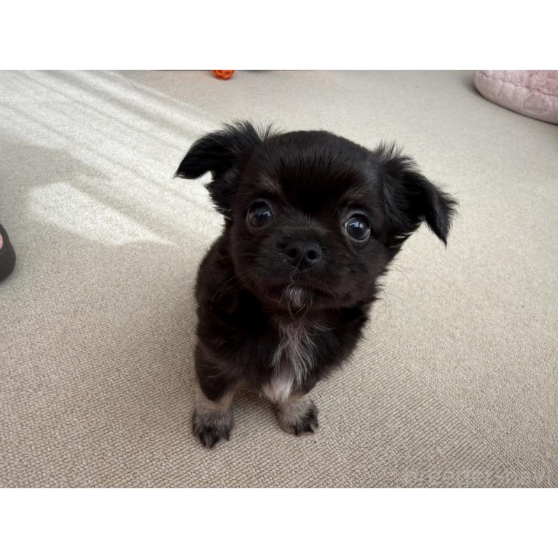 販売中の京都府のチワワ(ロングコート)-447376の5枚目