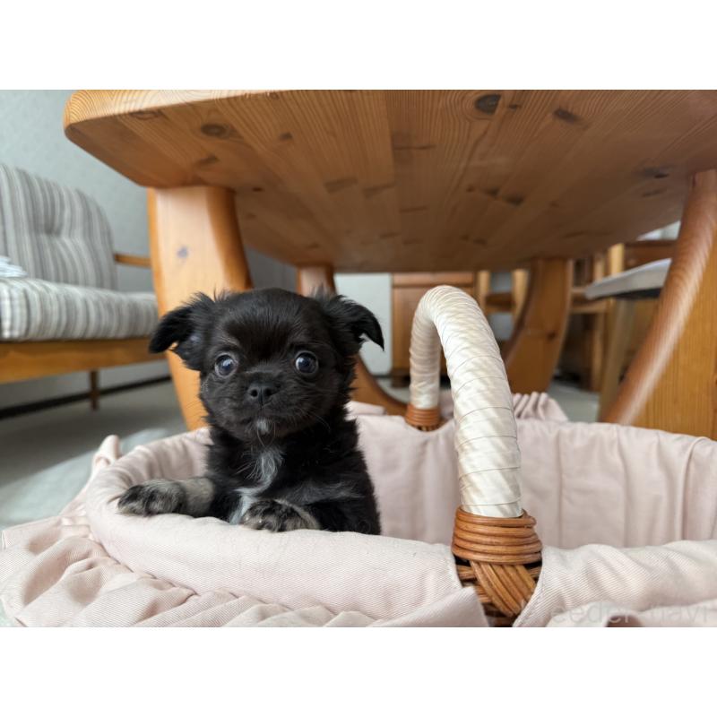 販売中の京都府のチワワ(ロングコート)-447376の4枚目