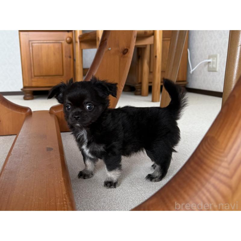 販売中の京都府のチワワ(ロングコート)-447376の3枚目