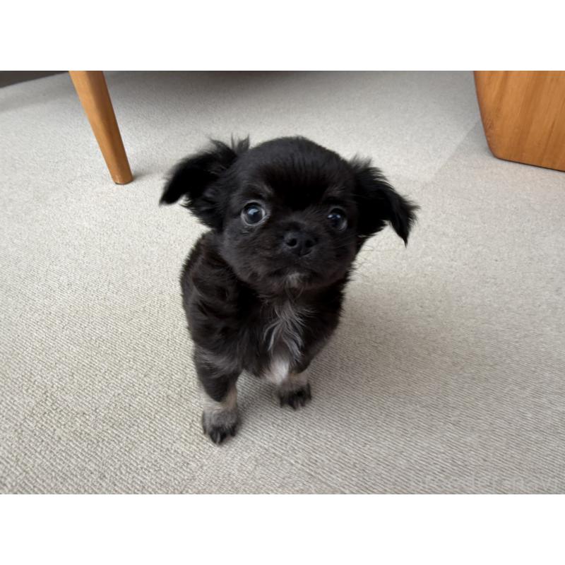 販売中の京都府のチワワ(ロングコート)-447376の2枚目