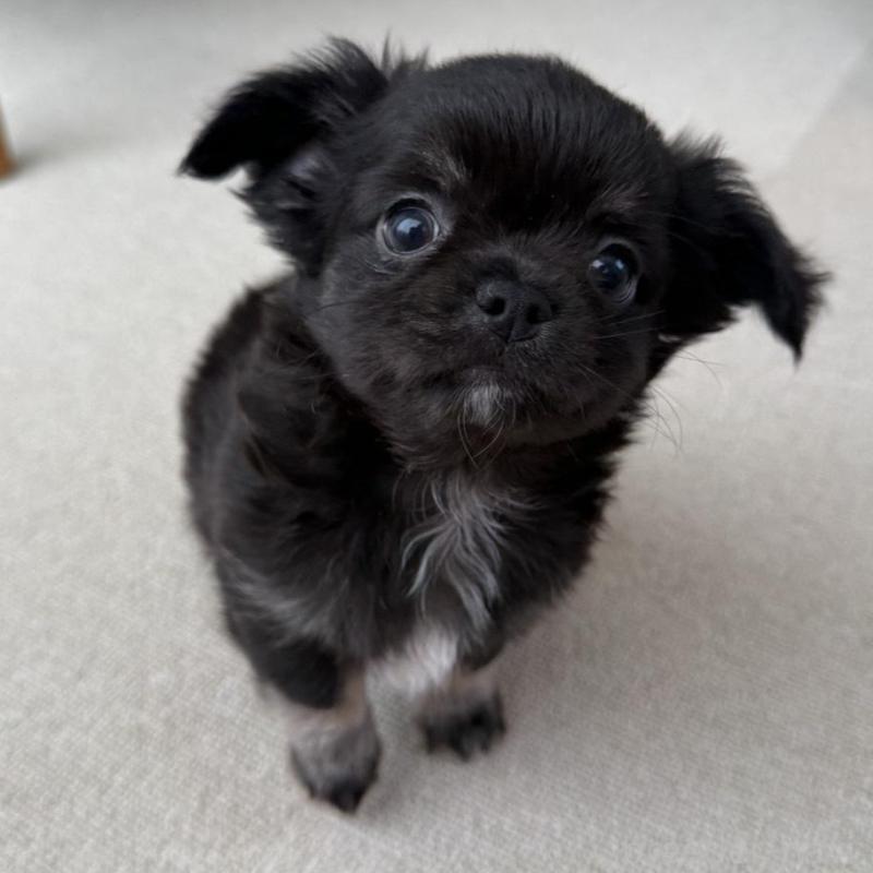 販売中の京都府のチワワ(ロングコート)-447376の1枚目