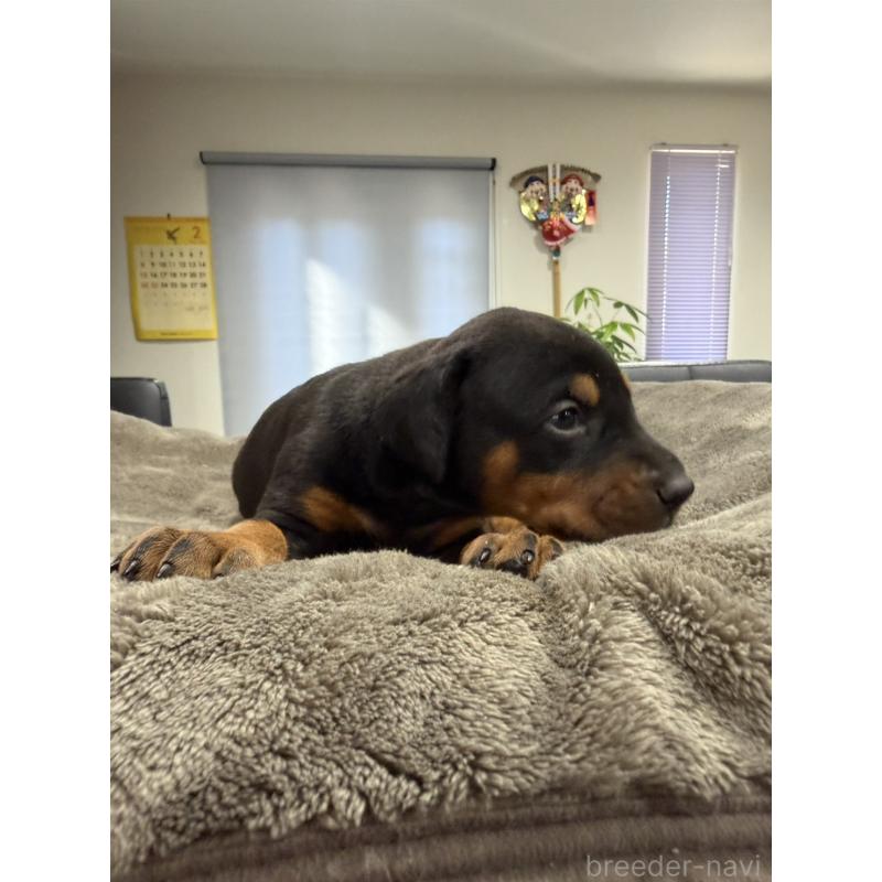 販売中の茨城県のドーベルマン-447377の3枚目