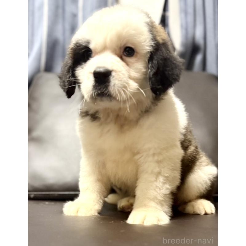 販売中の奈良県のセントバーナード-439793の2枚目