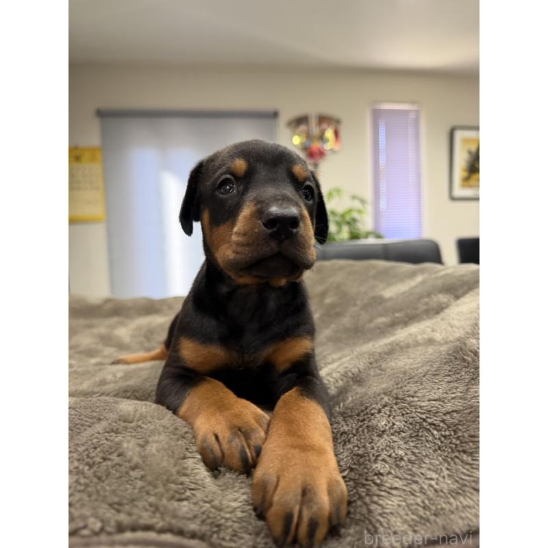 販売中の茨城県のドーベルマン-447377