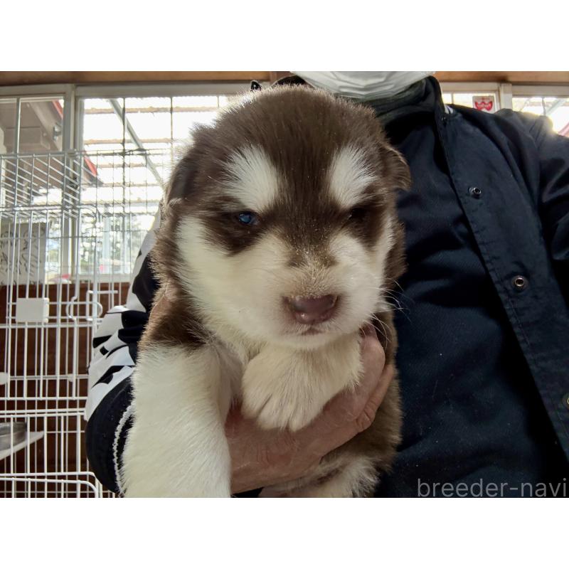 販売中の長野県のアラスカンマラミュート-447378の8枚目