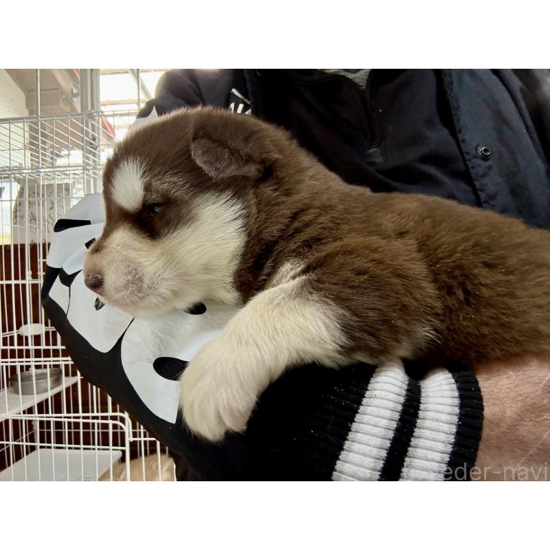 販売中の長野県のアラスカンマラミュート-447378の6枚目