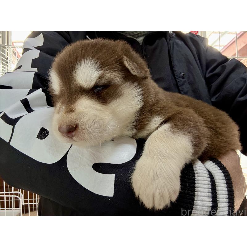販売中の長野県のアラスカンマラミュート-447378の5枚目