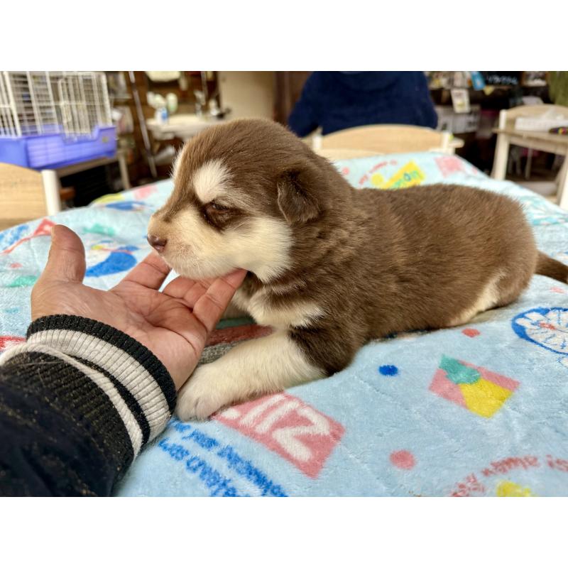 販売中の長野県のアラスカンマラミュート-447378の3枚目