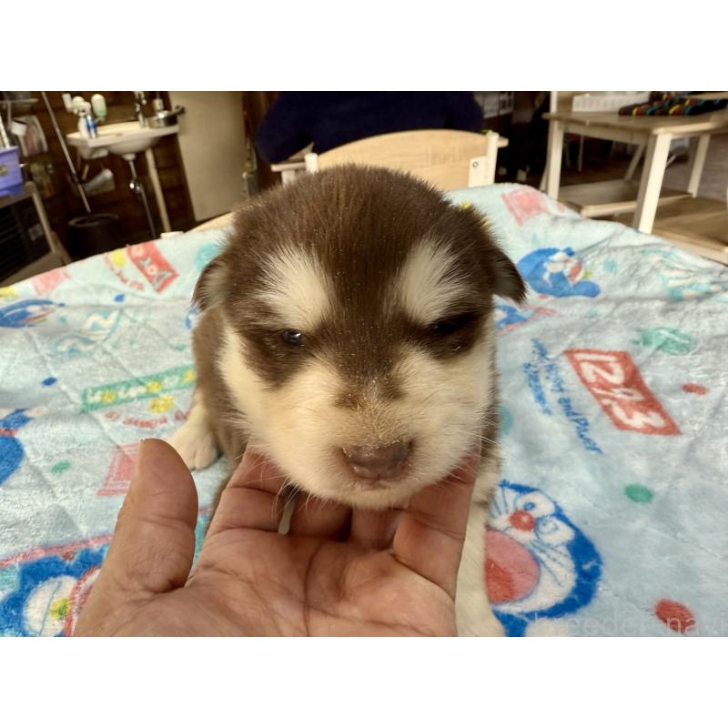 販売中の長野県のアラスカンマラミュート-447378の2枚目