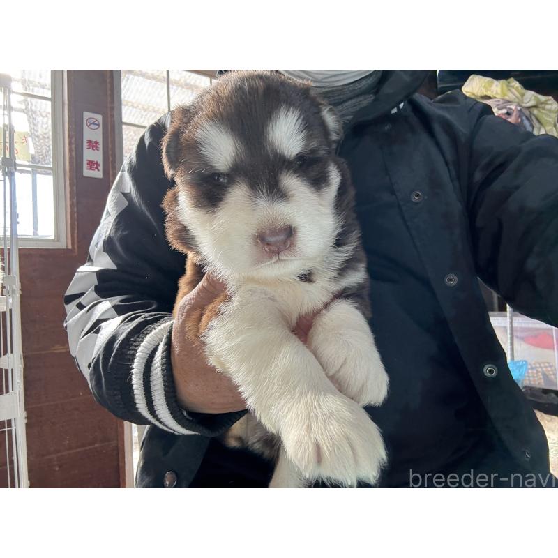 販売中の長野県のアラスカンマラミュート-447379の7枚目