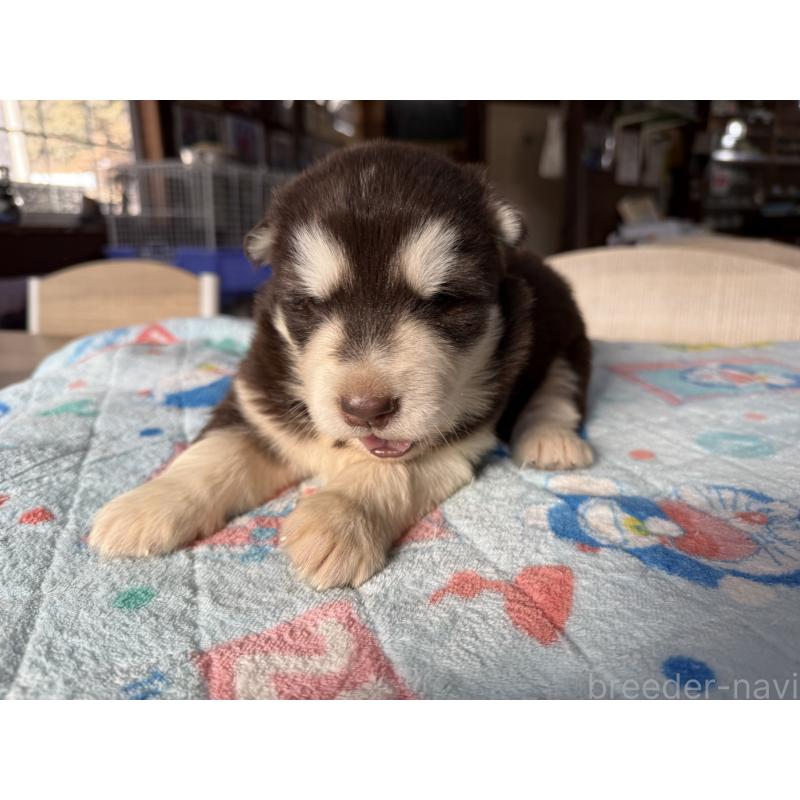 販売中の長野県のアラスカンマラミュート-447379の4枚目