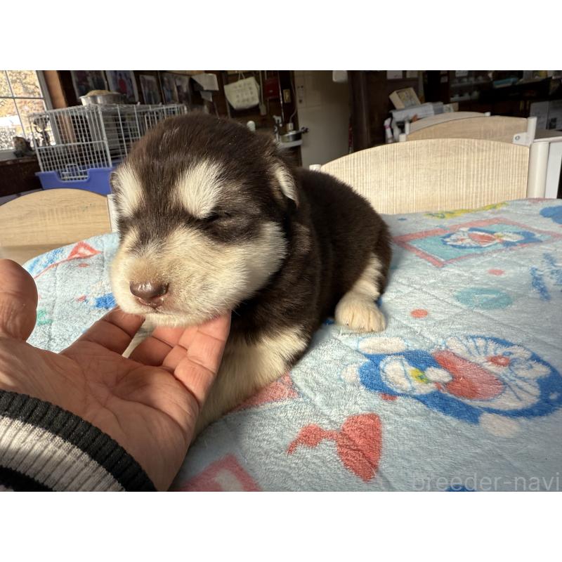 販売中の長野県のアラスカンマラミュート-447379の2枚目