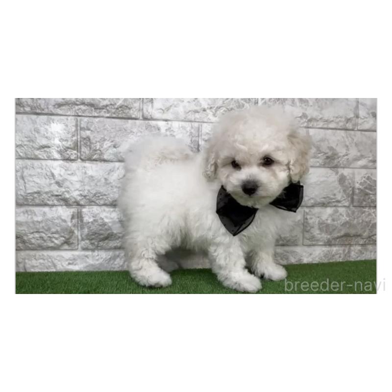 販売中の埼玉県のビションプー:ビションフリーゼ×トイプードル-447380の3枚目