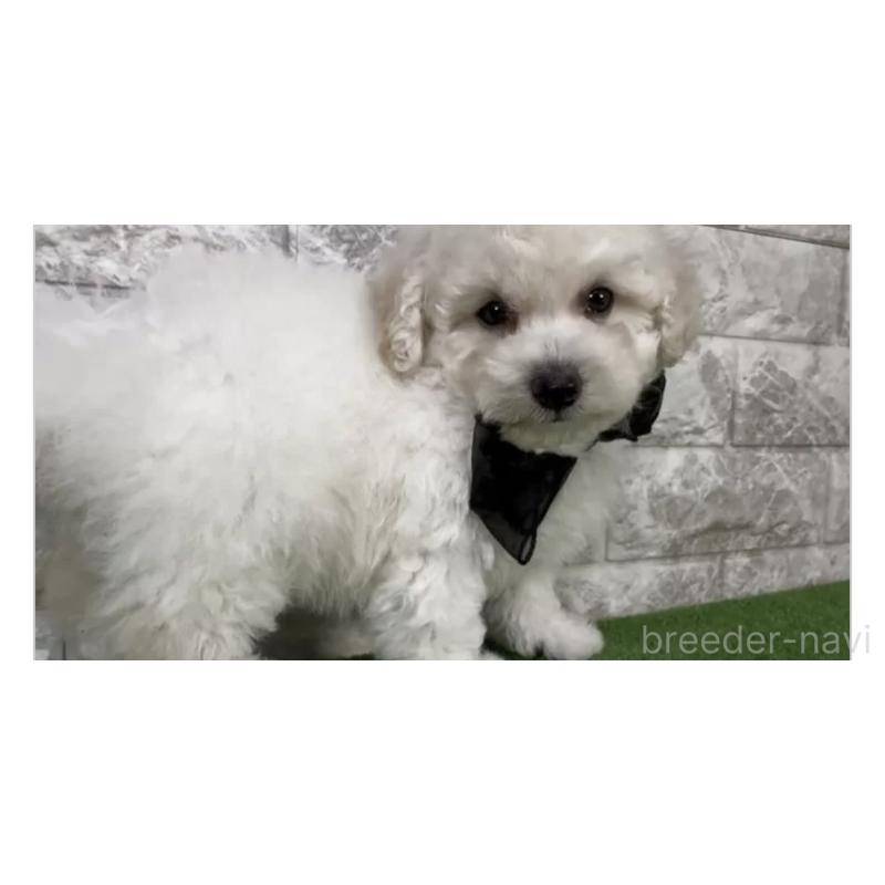 販売中の埼玉県のビションプー:ビションフリーゼ×トイプードル-447380の2枚目