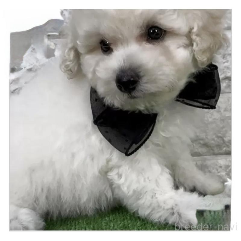 販売中の埼玉県のビションプー:ビションフリーゼ×トイプードル-447380