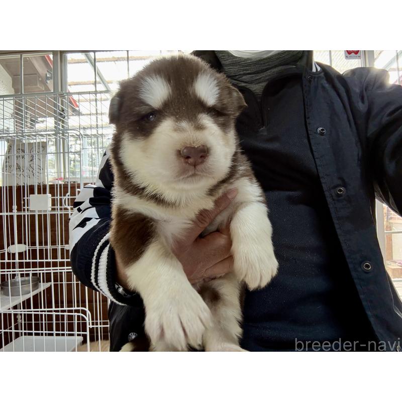 販売中の長野県のアラスカンマラミュート-447381の7枚目