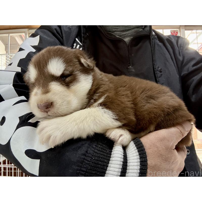 販売中の長野県のアラスカンマラミュート-447381の6枚目
