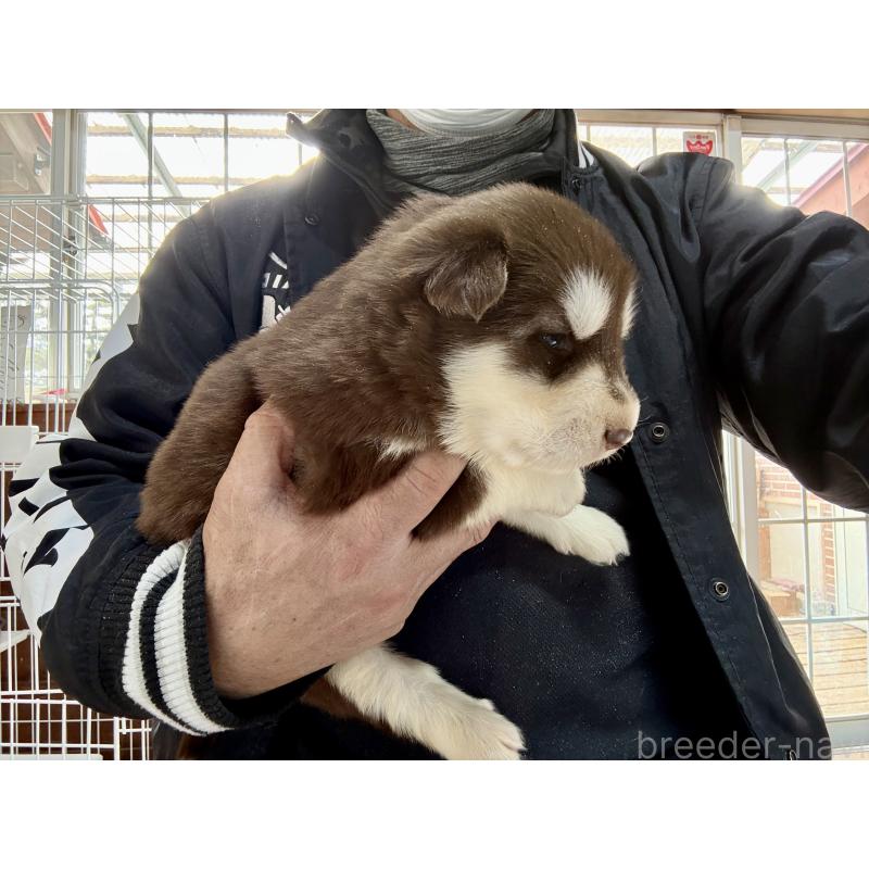 販売中の長野県のアラスカンマラミュート-447381の5枚目
