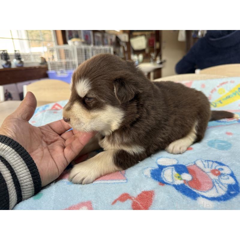 販売中の長野県のアラスカンマラミュート-447381の4枚目