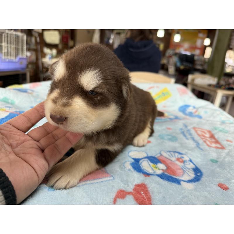 販売中の長野県のアラスカンマラミュート-447381の3枚目