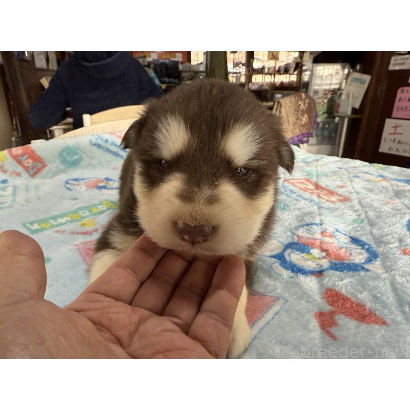 販売中の長野県のアラスカンマラミュート-447381の2枚目
