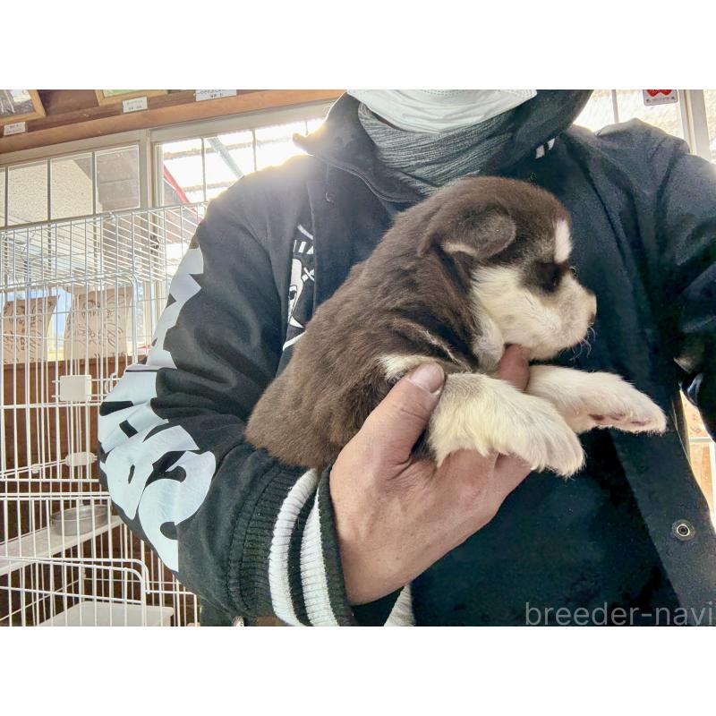 販売中の長野県のアラスカンマラミュート-447382の6枚目