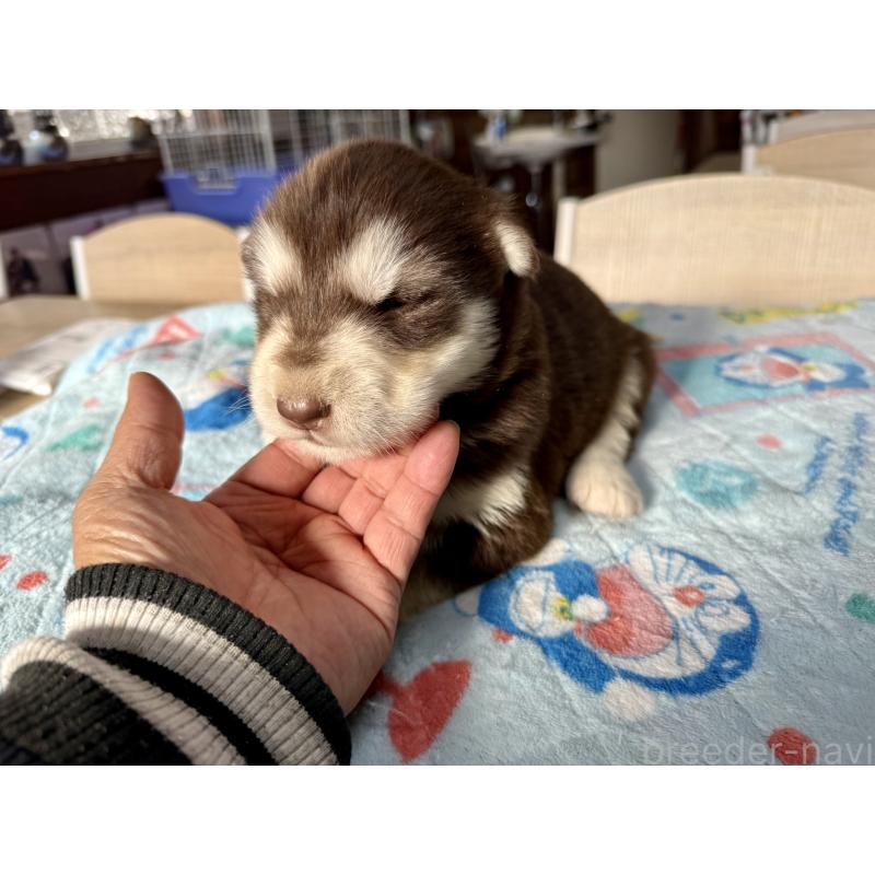 販売中の長野県のアラスカンマラミュート-447382の4枚目