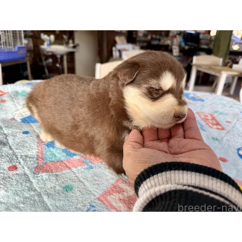 販売中の長野県のアラスカンマラミュート-447382の2枚目