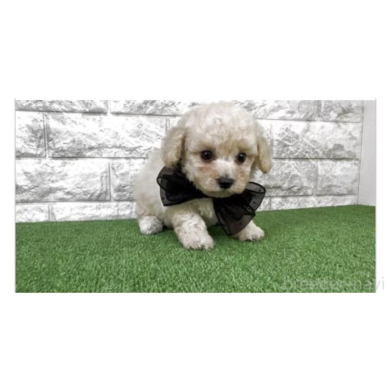 販売中の埼玉県のビションプー:ビションフリーゼ×トイプードル-447383の2枚目