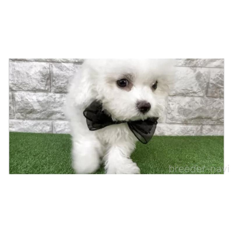 販売中の埼玉県のビションフリーゼ-447384の2枚目