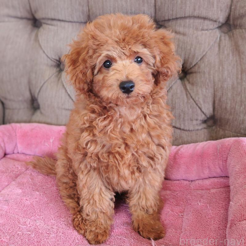 販売中の埼玉県のタイニープードル-437389の1枚目