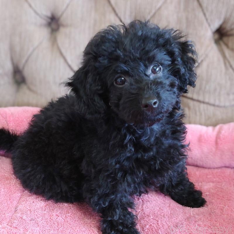 販売中の埼玉県のタイニープードル-437391