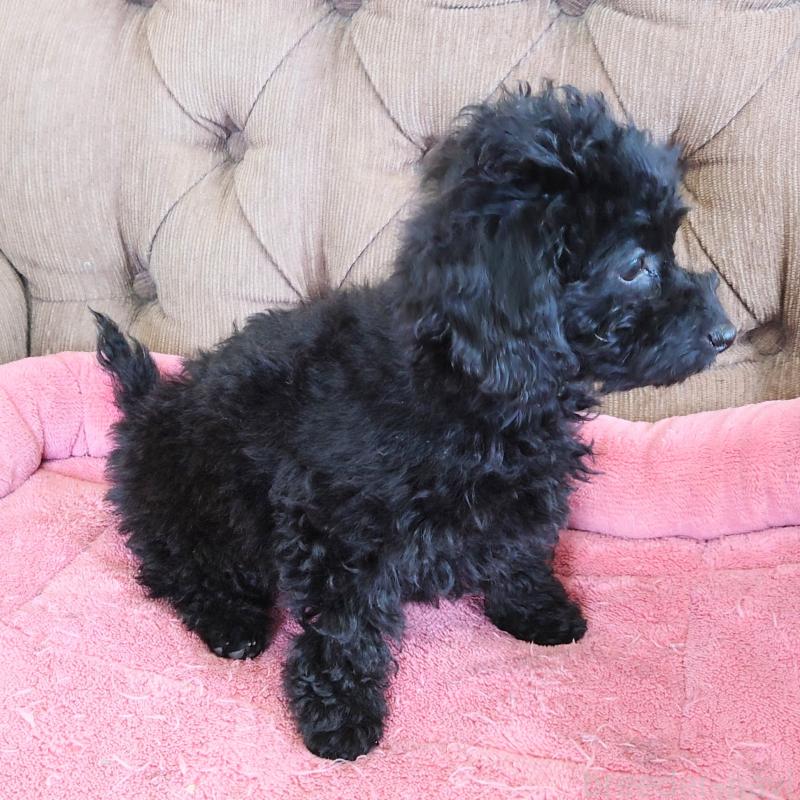 販売中の埼玉県のタイニープードル-437391の4枚目