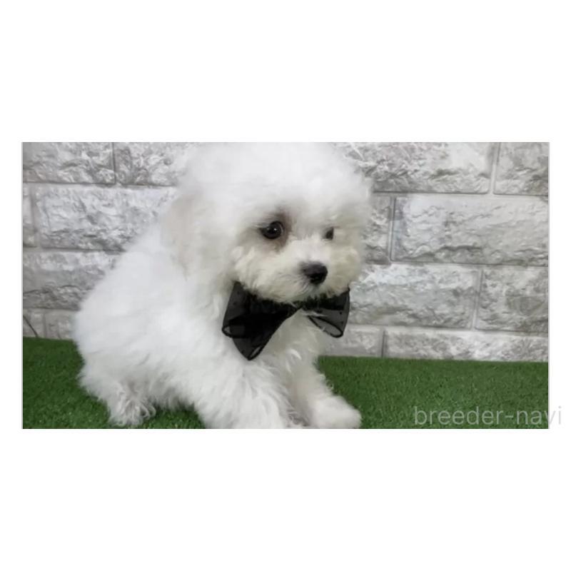 販売中の埼玉県のビションフリーゼ-447385の3枚目