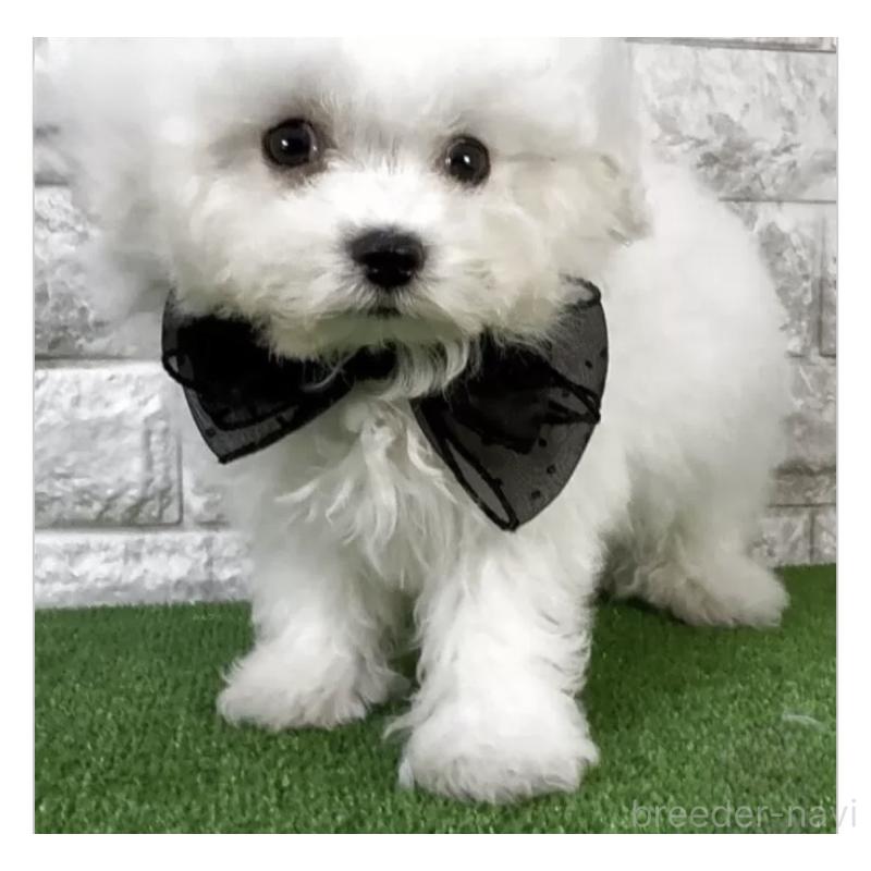 販売中の埼玉県のビションフリーゼ-447385