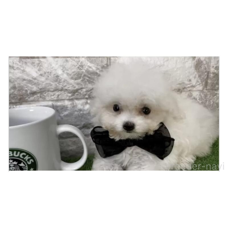 販売中の埼玉県のビションフリーゼ-447386の2枚目