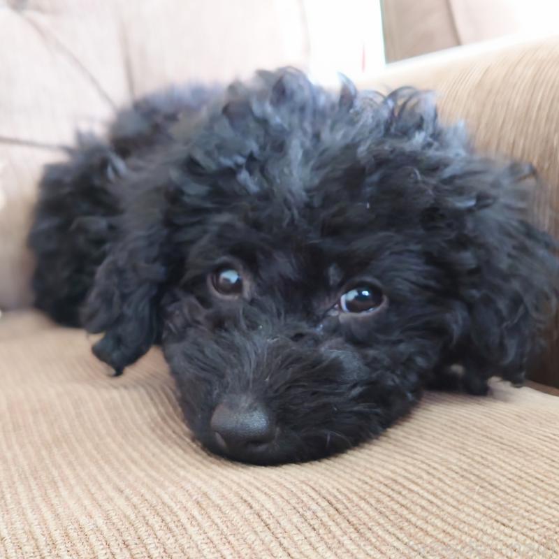 販売中の埼玉県のタイニープードル-437391の3枚目