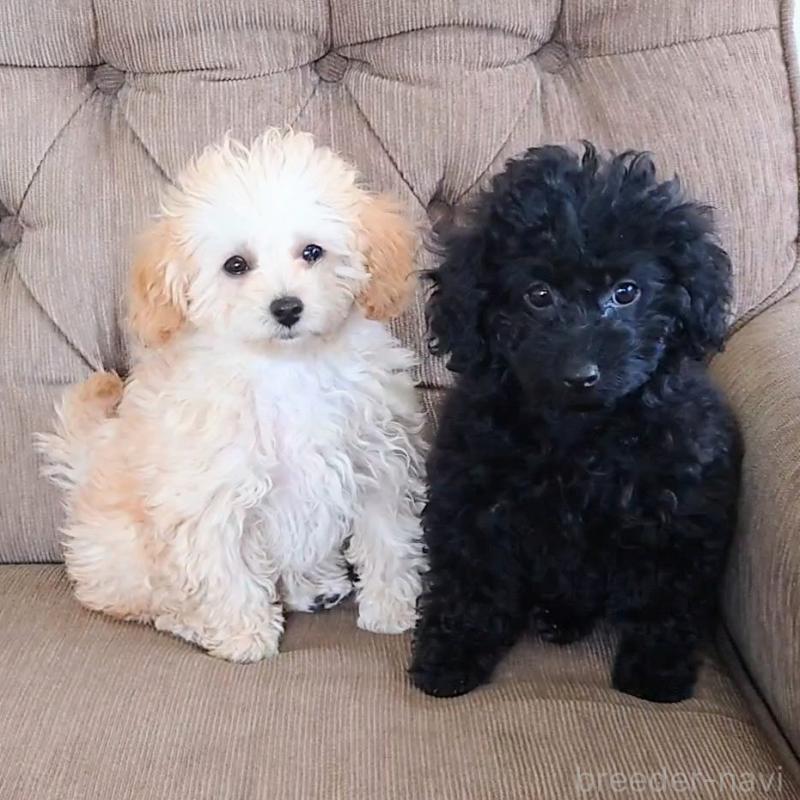 販売中の埼玉県のタイニープードル-437391の2枚目