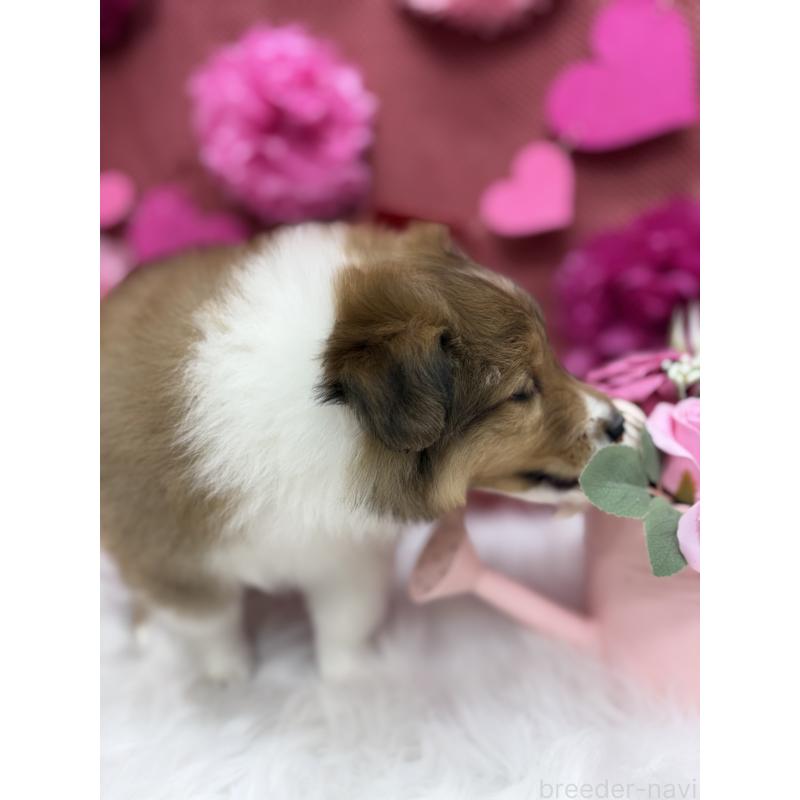 販売中の東京都のシェットランドシープドッグ(シェルティ)-448789の6枚目