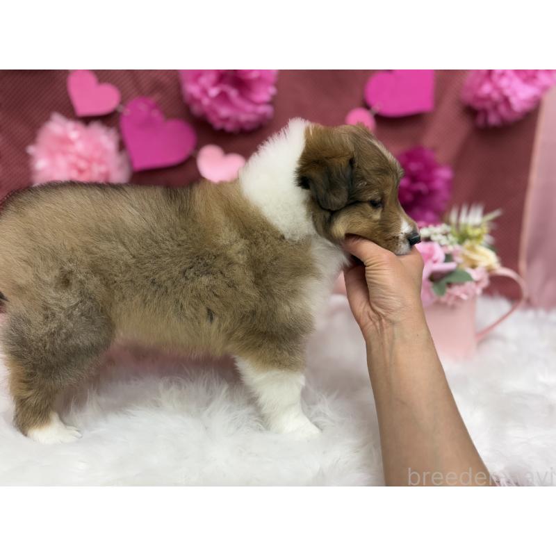 販売中の東京都のシェットランドシープドッグ(シェルティ)-448789の5枚目