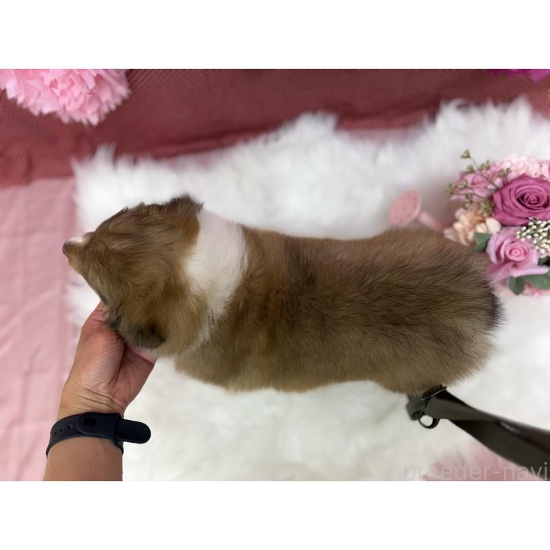 販売中の東京都のシェットランドシープドッグ(シェルティ)-448789の3枚目