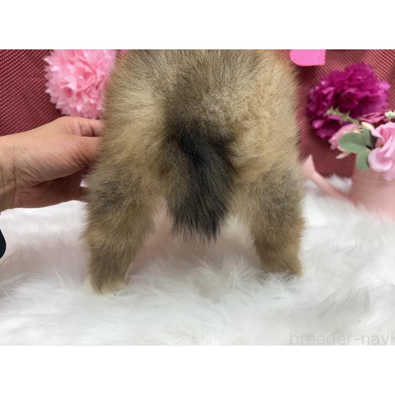 販売中の東京都のシェットランドシープドッグ(シェルティ)-448789の2枚目