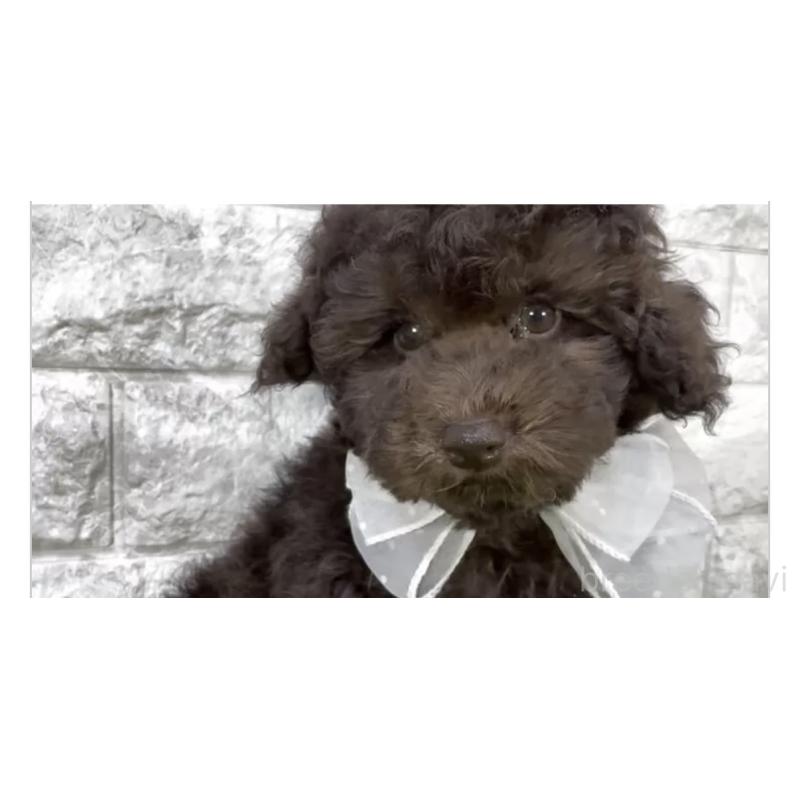 販売中の埼玉県のタイニープードル-447387の3枚目