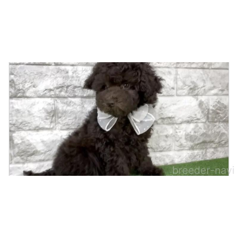 販売中の埼玉県のタイニープードル-447387の2枚目