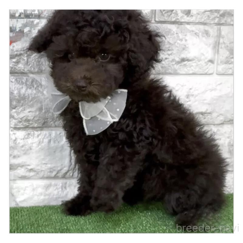 販売中の埼玉県のタイニープードル-447387