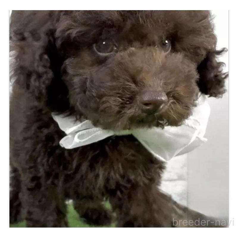 販売中の埼玉県のタイニープードル-447388